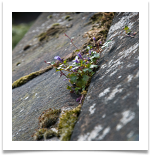 11 UNKNOWN FLOWER - Des Hawley